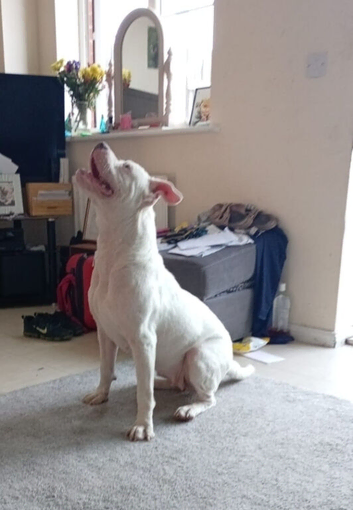 American bulldog