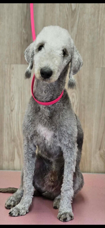 Bedlington terrier boy