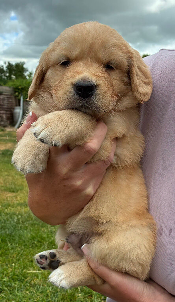 Kc golden retriever puppies