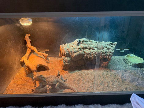2 male beared dragons