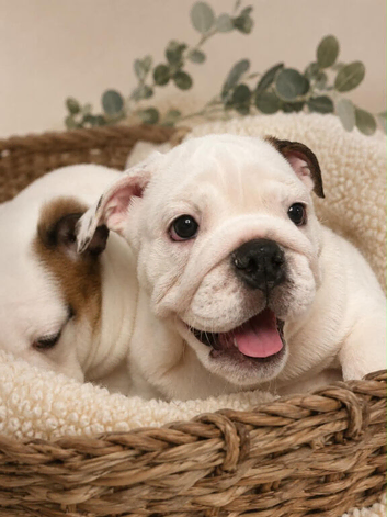 English bulldog gorgeous pup KC registered genuine breed colours
