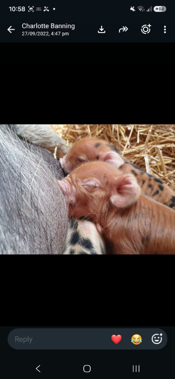 Kunekune bottle fed piglets (pedigree).