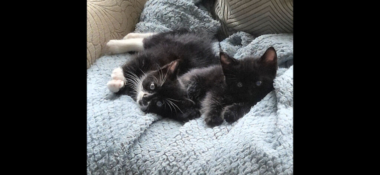 Kittens available now !!
