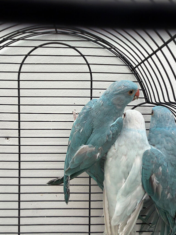 beautiful Ringneck parrots