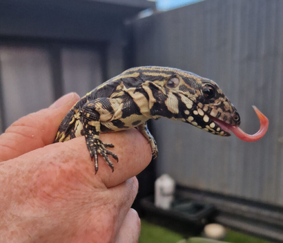 Rare Blue Tegu Babies only 3 left