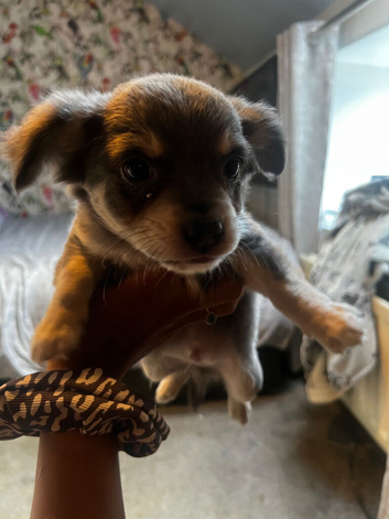 Grey and Blue Chihuahuas Ready For There Home