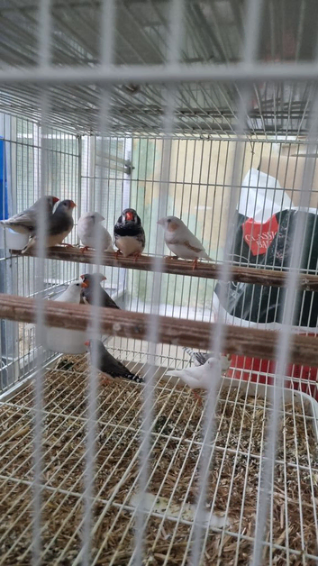 Mix colour zebra finches