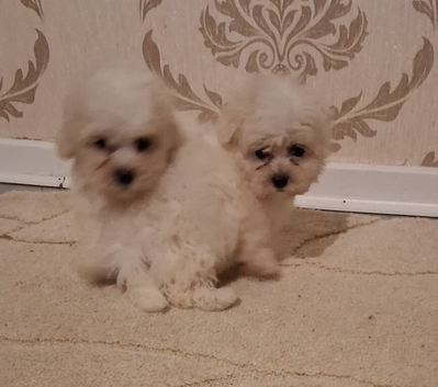 Maltese puppy's