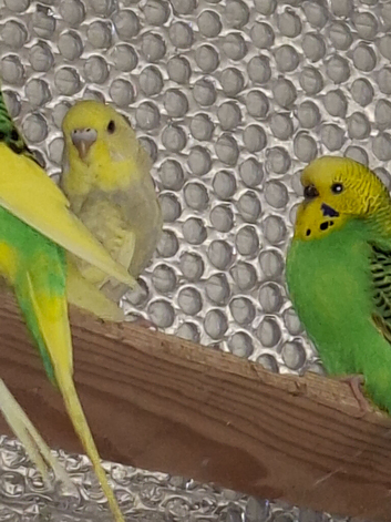 3 female budgies for sale