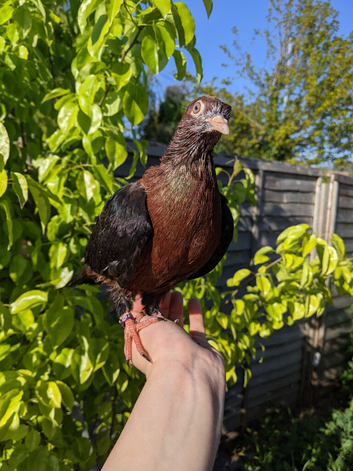 Hand reared archangel baby pigeon!
