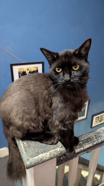Two male half maincoon cats for rehoming