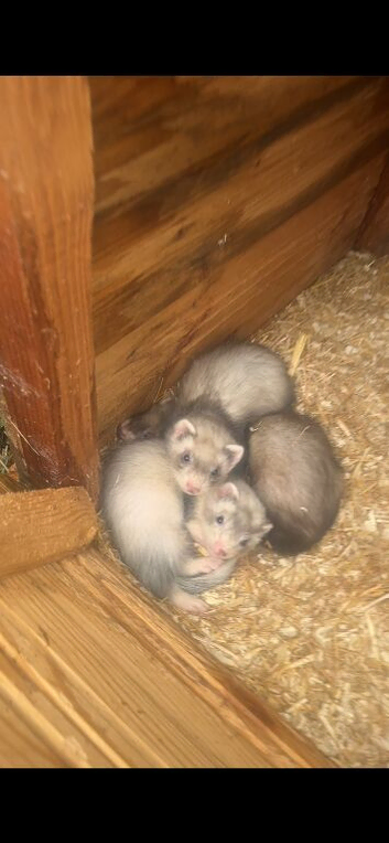 Young male Hobbs silver