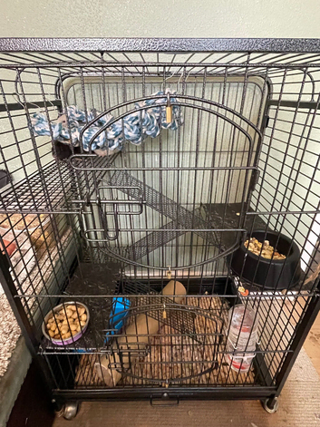 Dumbo rats 3 boys and full cage set up