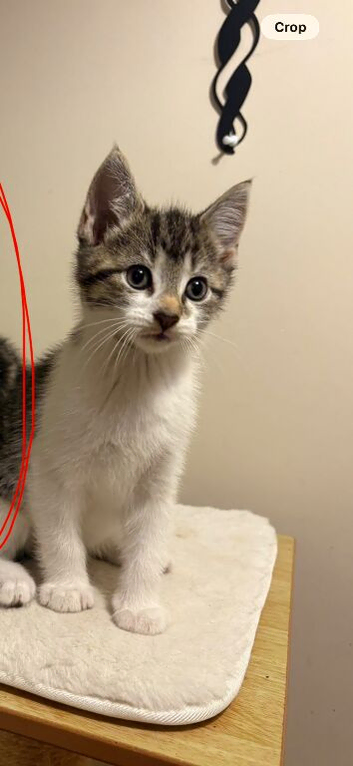 4 gorgeous kittens. 1 boy left