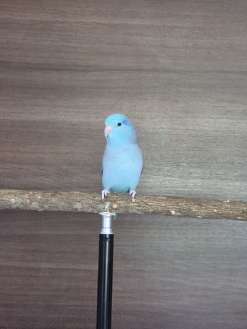 Parrotlets