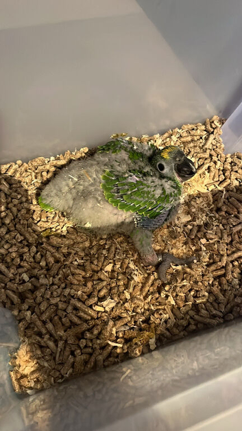 Selling baby handreared yellow crown amazons