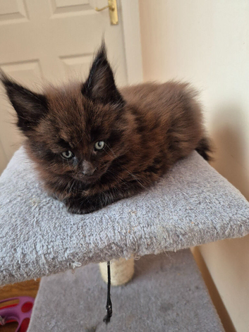 Maine coon kittens