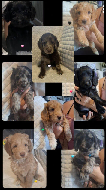 8 beautiful cockerpoo puppys 6 boys, 2 girls
