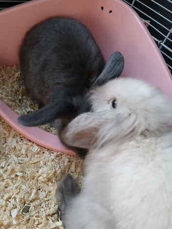 2 beautiful rabbits for sale