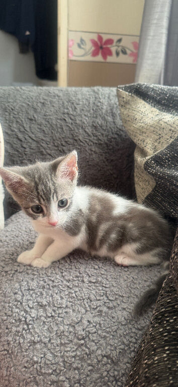 Looking for a forever home
