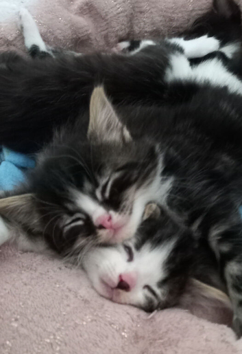 4 beautiful fluffy cute kittens