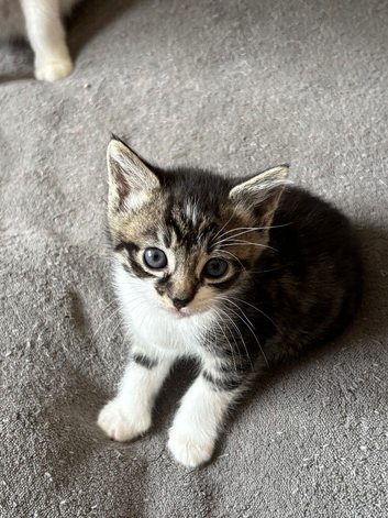 Beautiful tabby