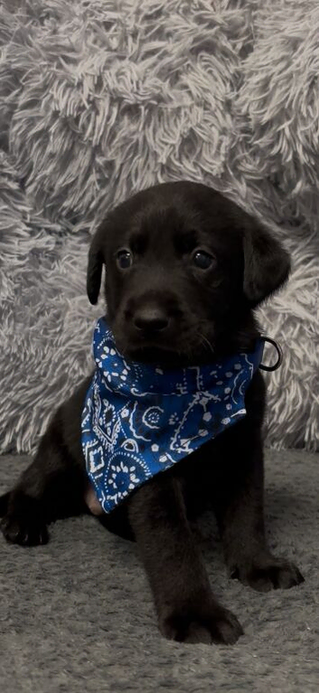 REDUCED STUNNING LITTER OF LABRADORS only boys available