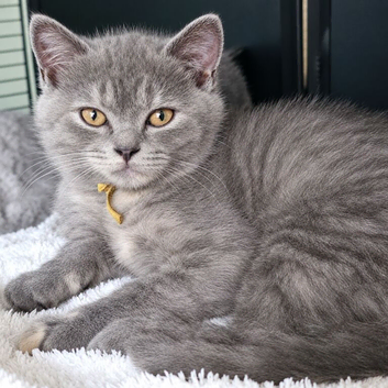 GCCF registered Chunky kittens