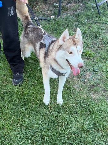 male siberian husky 2 1/2 years old