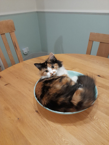 Lovely kittens Looking for their forever homes