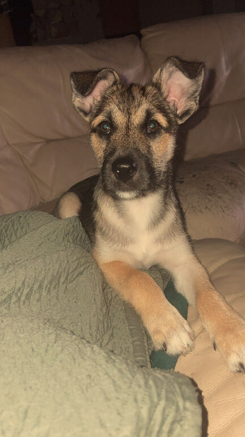 Patterdale x sibirian husky