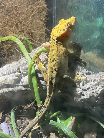 crested geckos plus setup for sale