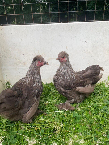 ****PekinXSilkie Pullets****