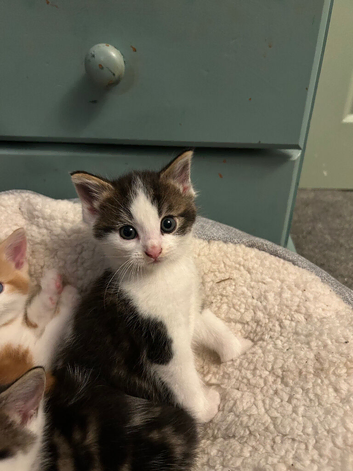 Kittens