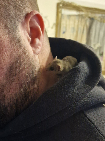 Micro squirrels