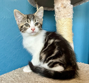 Gorgeous tabby and white female Kitten - Elsie
