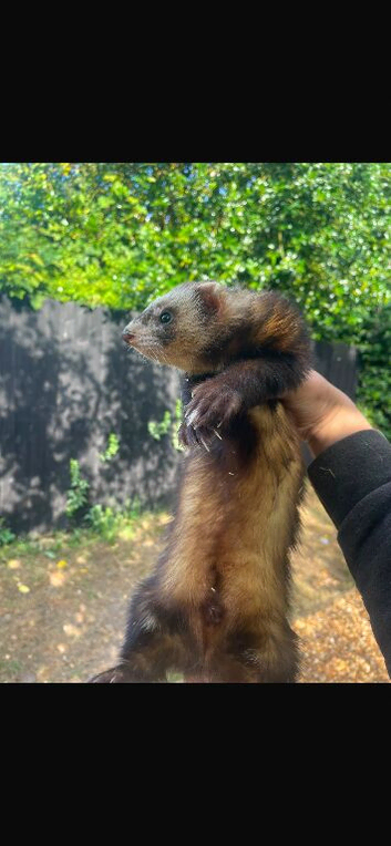 Polecat/angora ferret