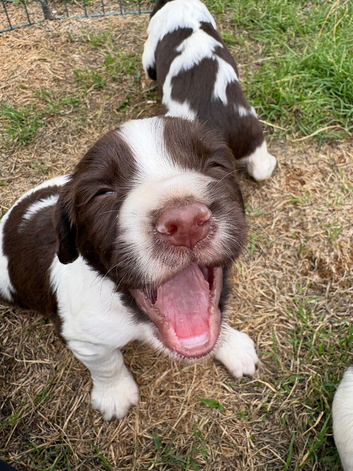 Well bred working springer spaniels boys pups available