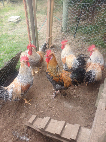 Cockerels 5mth old. Free. Cream legbar.