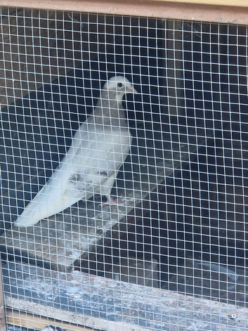 4 pigeons free to good home