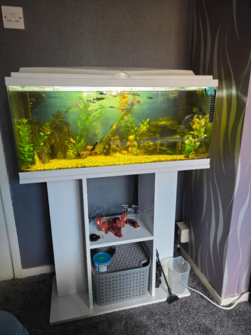 Full fish tank set up