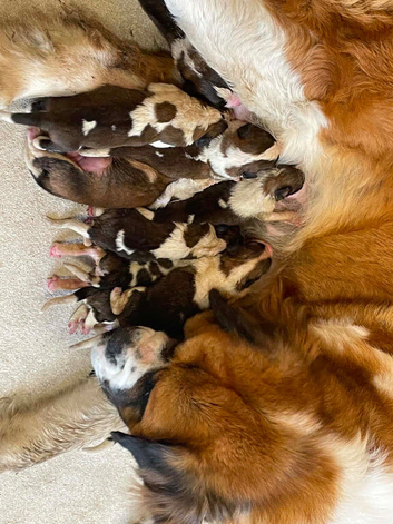 Saint Bernard