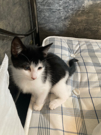 Black and white kitten