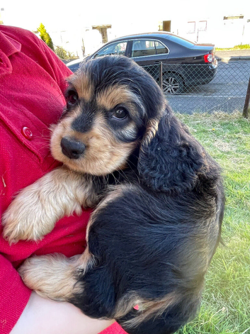Gorgeous Cocker Spaniel Pups