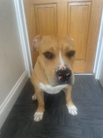 Nova &ndash; Sweet American Bulldog Puppy Seeking Experienced Forever Home