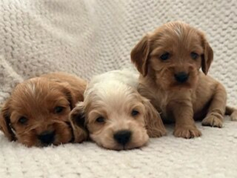 Licenced Breeder has a stunning F1 Cockalier puppies from fully health tested KC reg'd parents