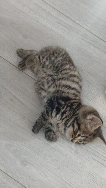 Kitten