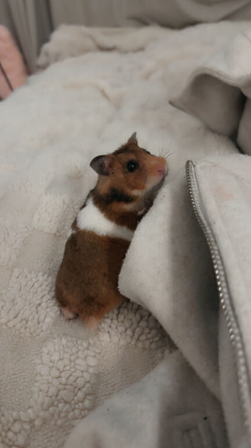 beautiful male hamster