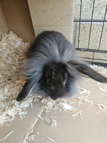 Baby lion head rabbit