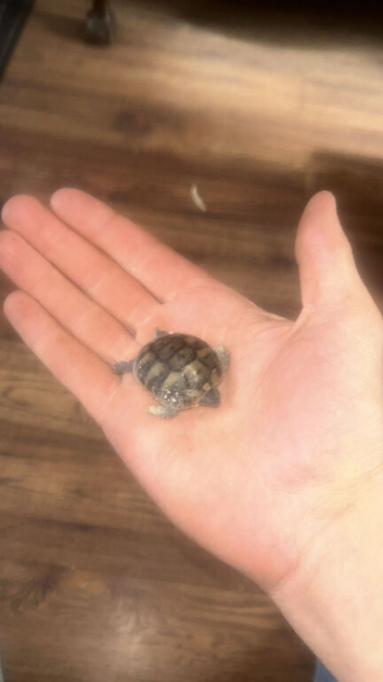 Hermann's tortoise hatchlings